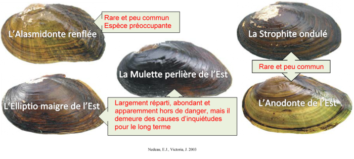 Espece moule